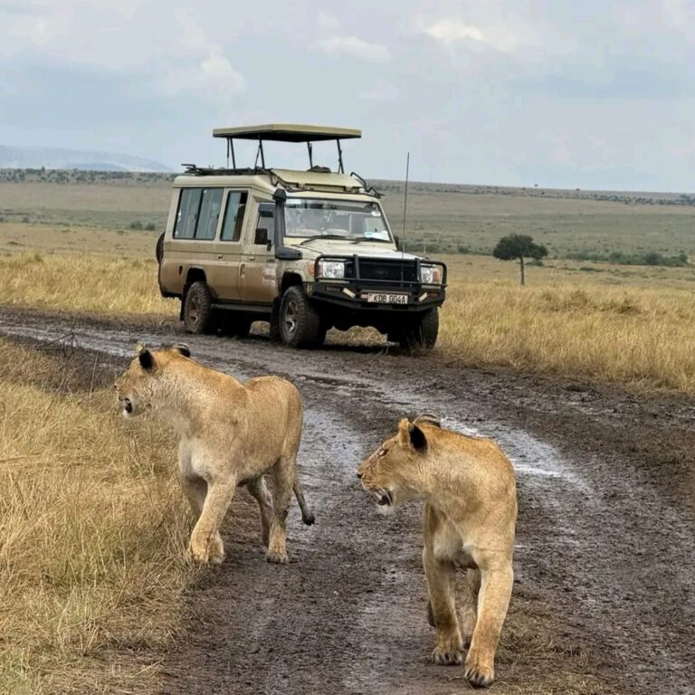 Is Tanzania Safe for Safari?