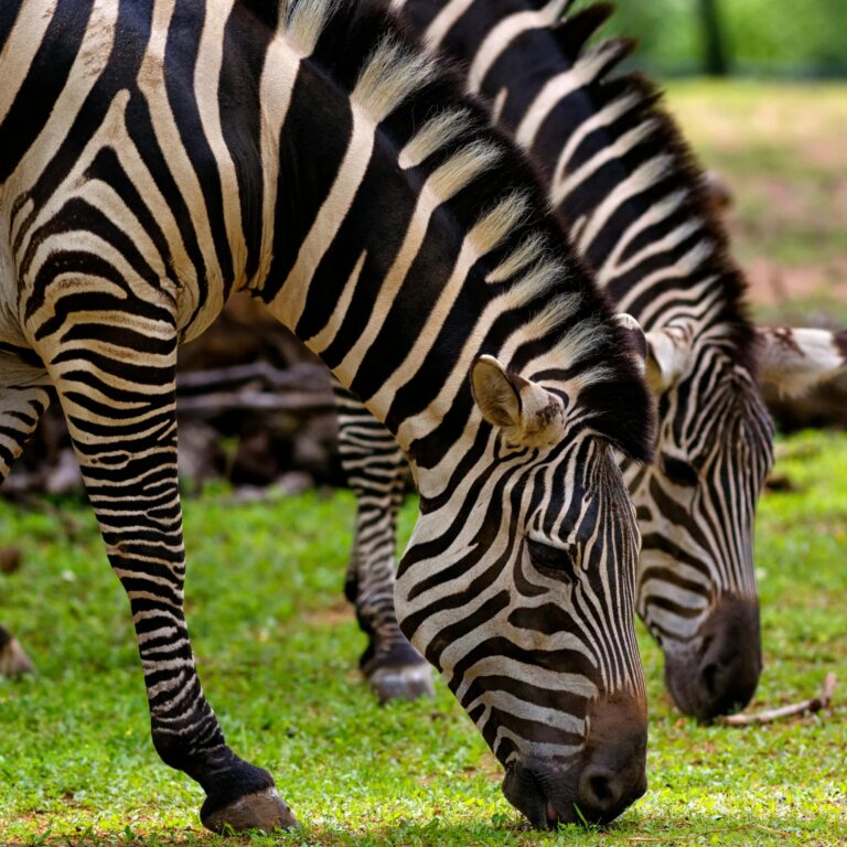 Top Destinations for an Unforgettable Tanzania Adventure