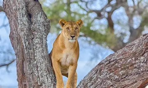 5 Important Things to Do Before Traveling to Tanzania
